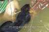 Black leopard falls into well, rescued